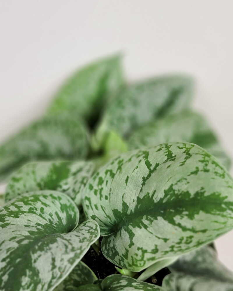 SCINDAPSUS PICTUS SILVER SATIN [Sz:140MM]