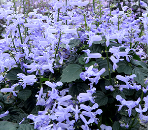 PLECTRANTHUS VELVET IDOL TM 17CM