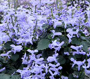 PLECTRANTHUS VELVET IDOL TM 17CM 