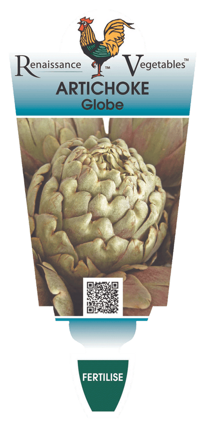 ARTICHOKE - GLOBE