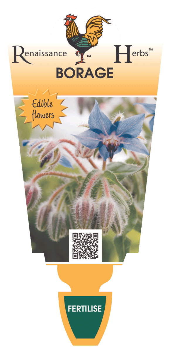 BORAGE