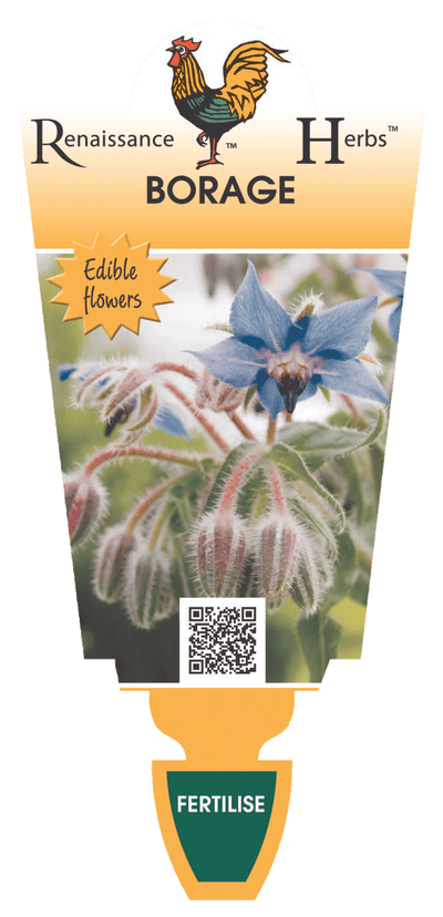 BORAGE