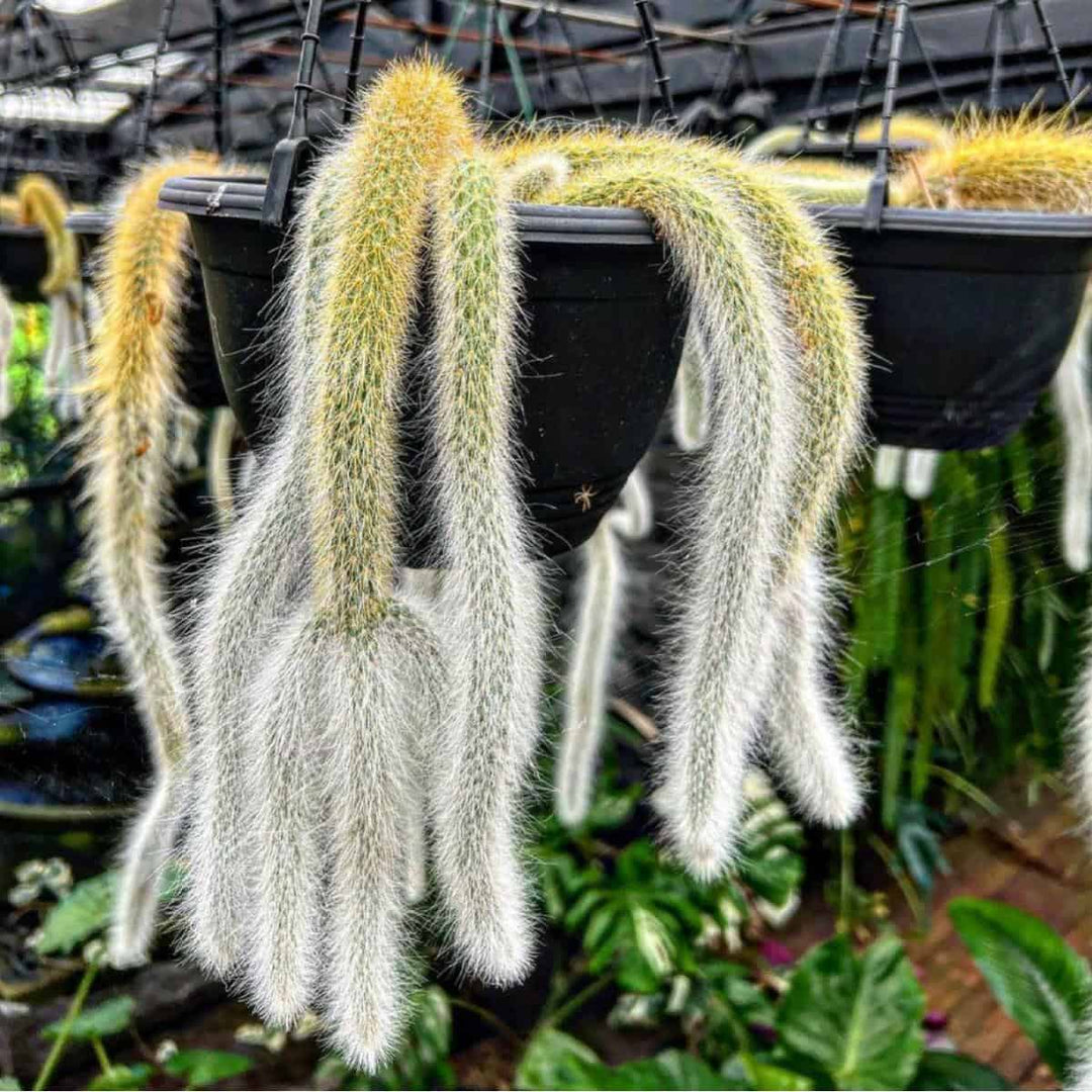 monkey tail succulent for sale CACTUS MONKEY TAIL BASKET – Garden Affair a Living Gift